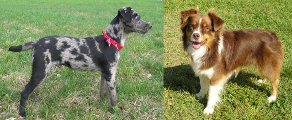 Miniature Australian Shepherd vs Atlas Terrier - Breed Comparison