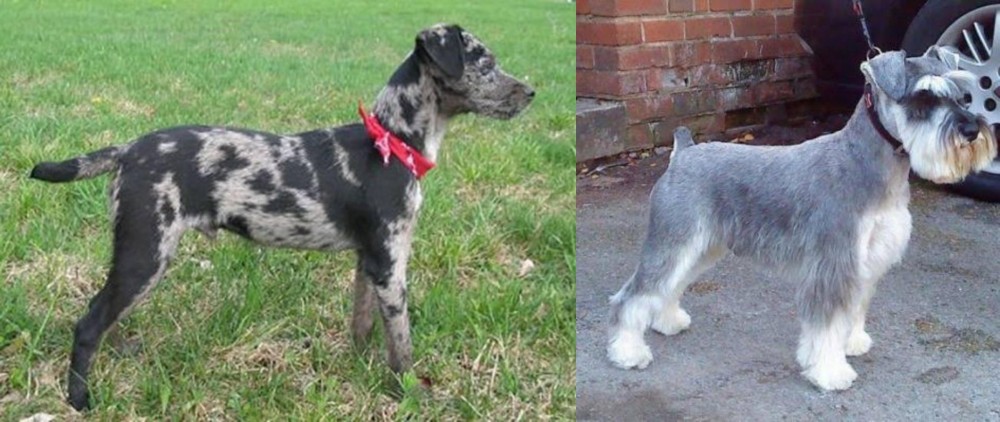 Miniature Schnauzer vs Atlas Terrier - Breed Comparison