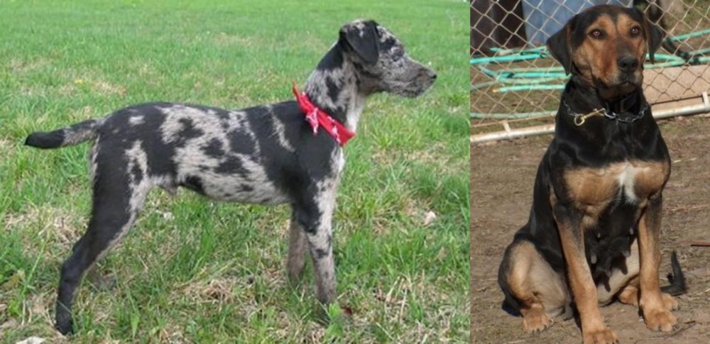 New Zealand Huntaway vs Atlas Terrier - Breed Comparison