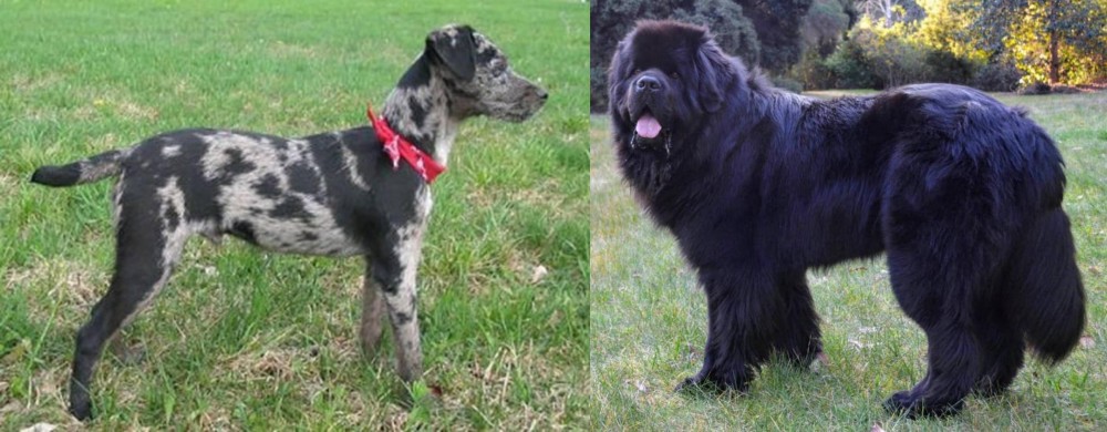 Newfoundland Dog vs Atlas Terrier - Breed Comparison
