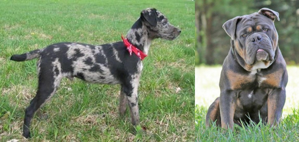 Olde English Bulldogge vs Atlas Terrier - Breed Comparison