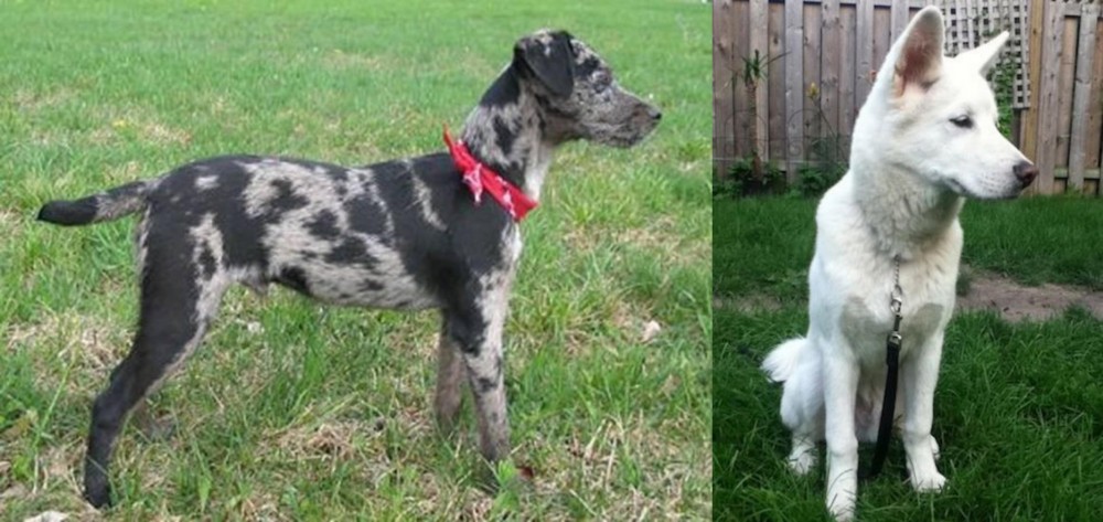 Phung San vs Atlas Terrier - Breed Comparison