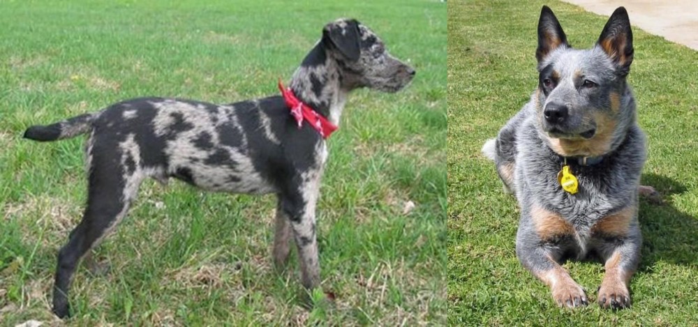 Queensland Heeler vs Atlas Terrier - Breed Comparison