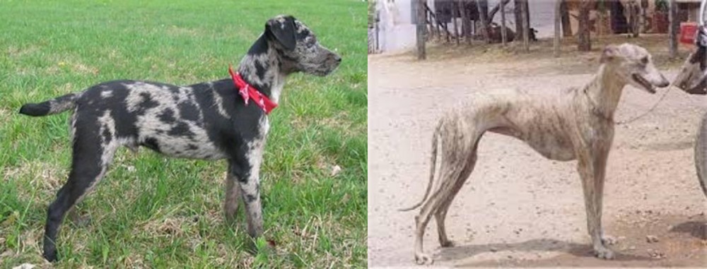 Rampur Greyhound vs Atlas Terrier - Breed Comparison