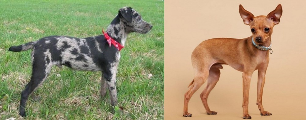 Russian Toy Terrier vs Atlas Terrier - Breed Comparison