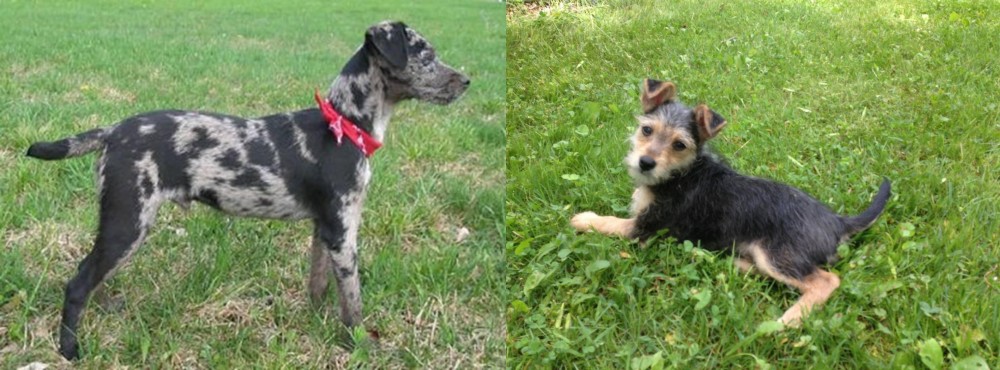 Schnorkie vs Atlas Terrier - Breed Comparison