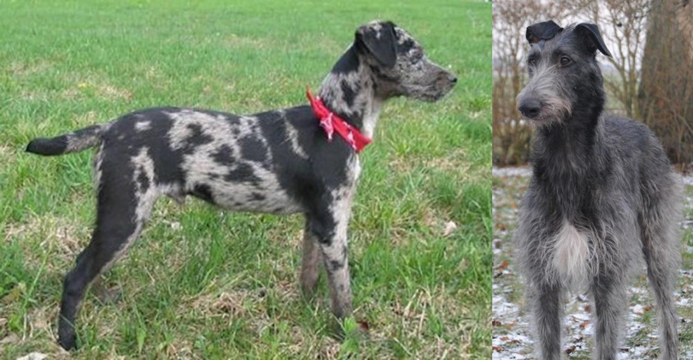Scottish Deerhound vs Atlas Terrier - Breed Comparison