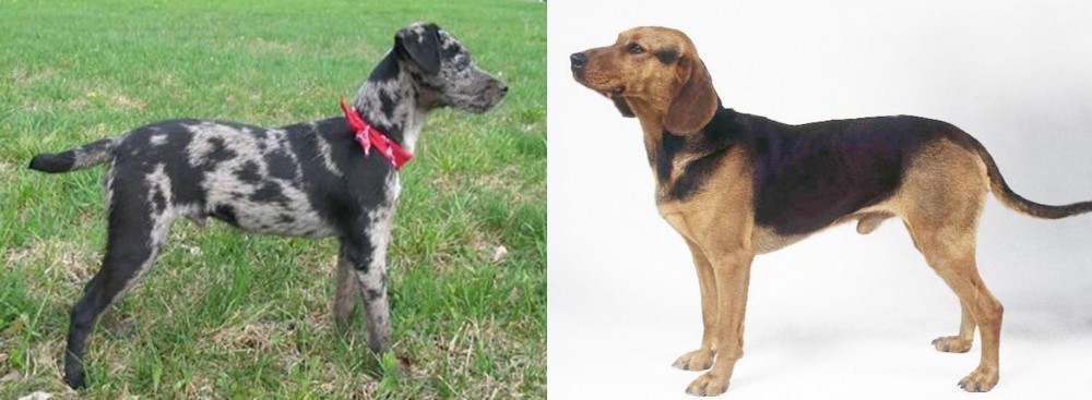 Serbian Hound vs Atlas Terrier - Breed Comparison