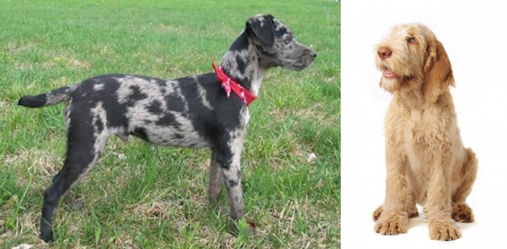 Spinone Italiano vs Atlas Terrier - Breed Comparison