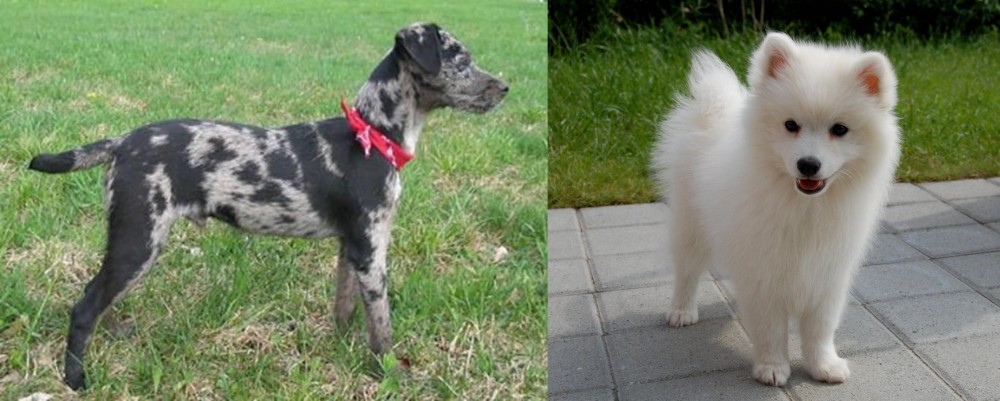 Spitz vs Atlas Terrier - Breed Comparison