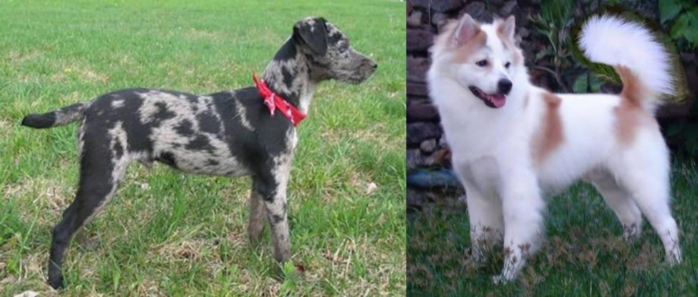 Thai Bangkaew vs Atlas Terrier - Breed Comparison