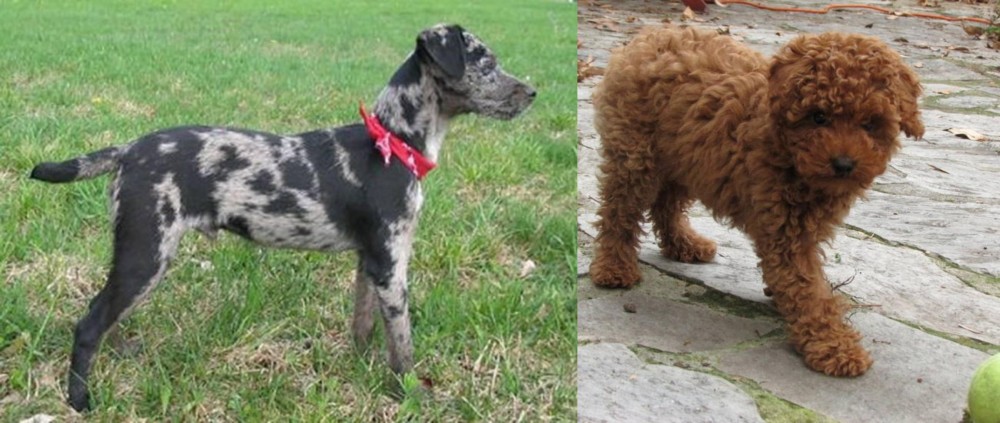 Toy Poodle vs Atlas Terrier - Breed Comparison