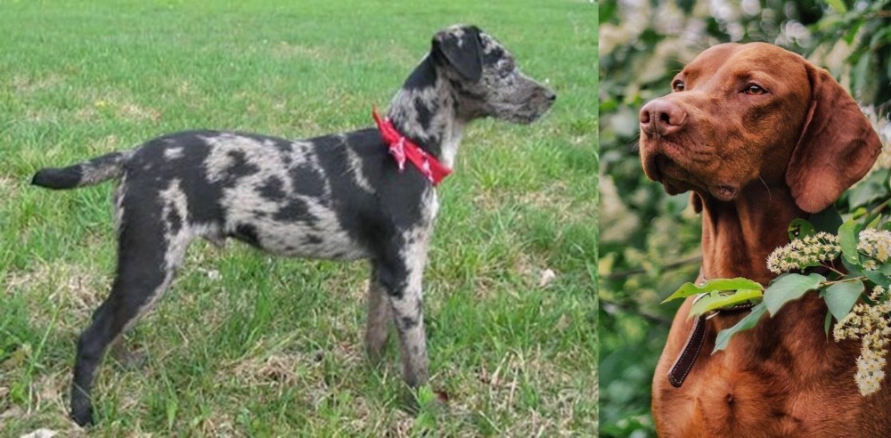 Vizsla vs Atlas Terrier - Breed Comparison