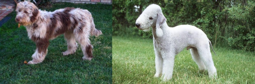 Bedlington Terrier vs Aussie Doodles - Breed Comparison