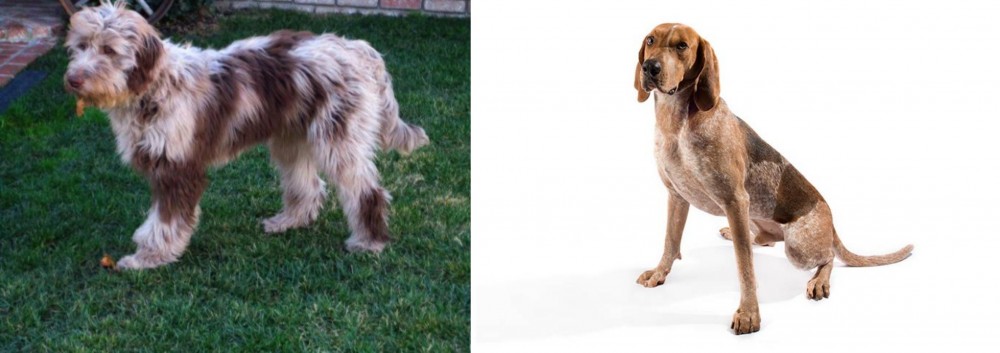 Coonhound vs Aussie Doodles - Breed Comparison