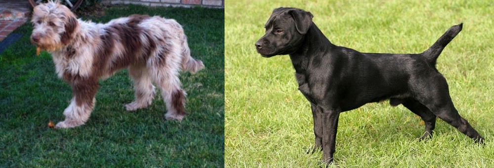 Patterdale Terrier vs Aussie Doodles - Breed Comparison