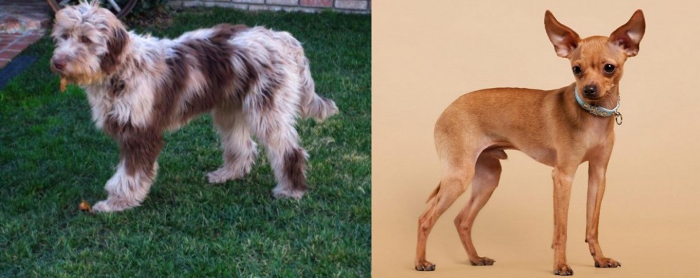 Russian Toy Terrier vs Aussie Doodles - Breed Comparison