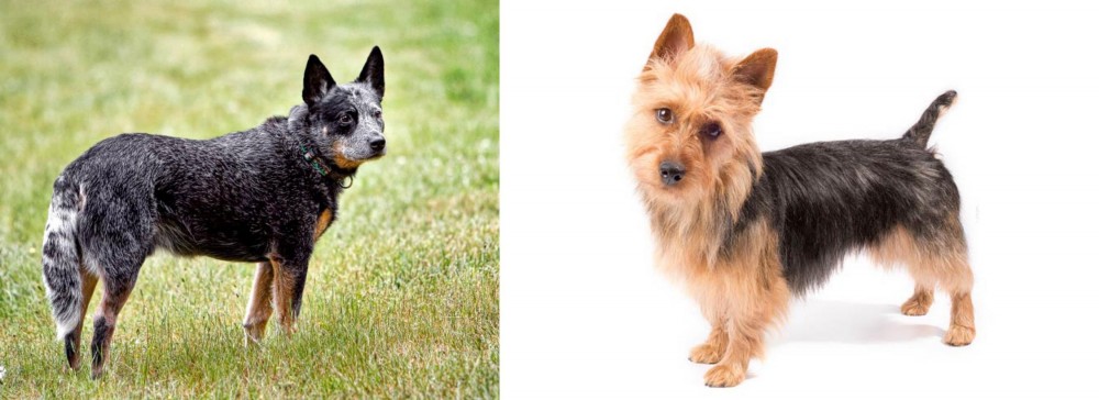 Australian Terrier vs Austrailian Blue Heeler - Breed Comparison