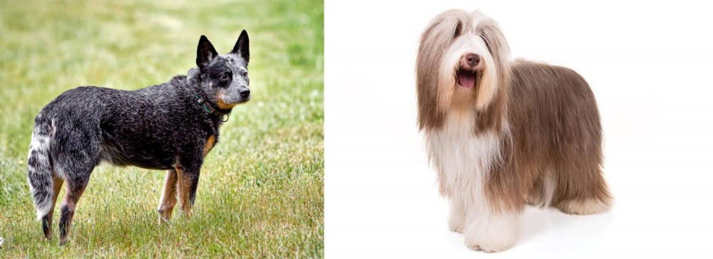 Bearded Collie vs Austrailian Blue Heeler - Breed Comparison