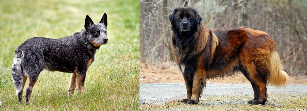 Estrela Mountain Dog vs Austrailian Blue Heeler - Breed Comparison