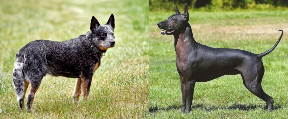 Hairless Khala vs Austrailian Blue Heeler - Breed Comparison