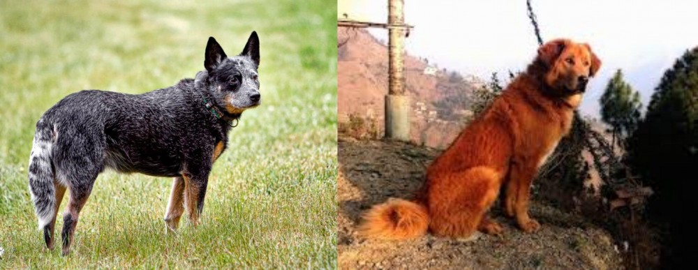 Himalayan Sheepdog vs Austrailian Blue Heeler - Breed Comparison