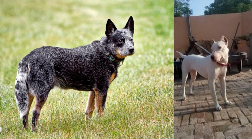 Indian Bull Terrier vs Austrailian Blue Heeler - Breed Comparison