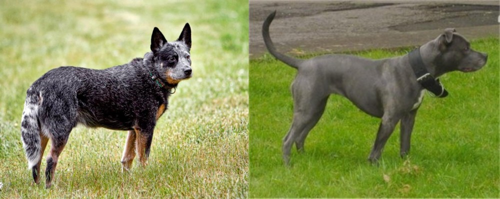 Irish Bull Terrier vs Austrailian Blue Heeler - Breed Comparison