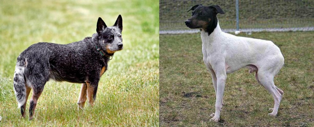 Japanese Terrier vs Austrailian Blue Heeler - Breed Comparison