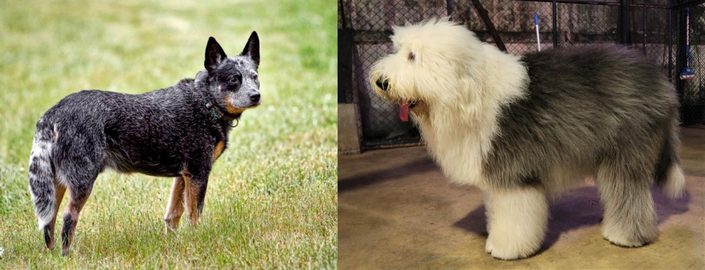 Old English Sheepdog vs Austrailian Blue Heeler - Breed Comparison