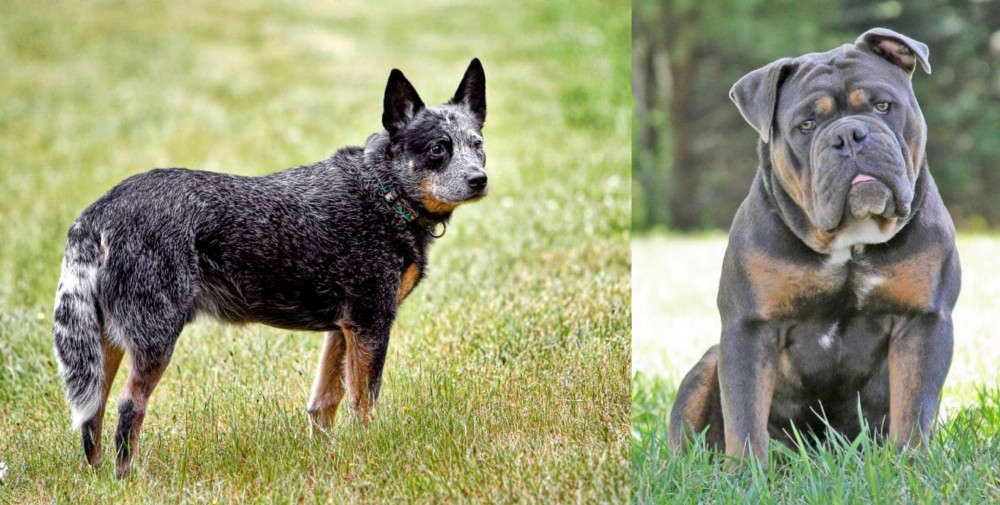 Olde English Bulldogge vs Austrailian Blue Heeler - Breed Comparison