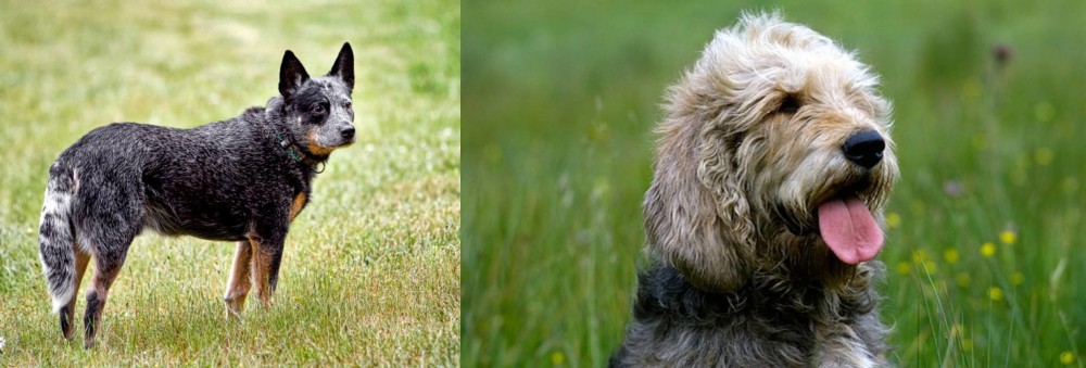 Otterhound vs Austrailian Blue Heeler - Breed Comparison