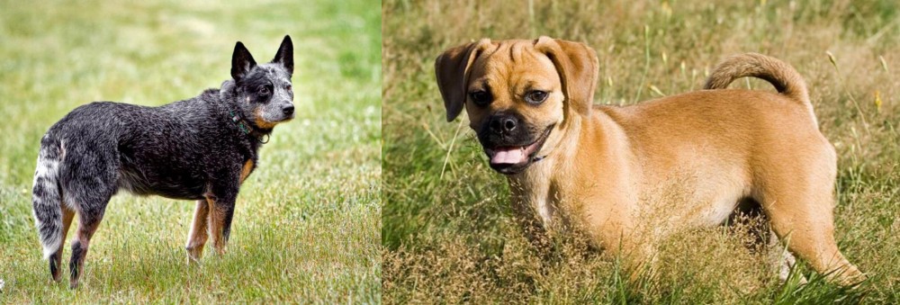 Puggle vs Austrailian Blue Heeler - Breed Comparison