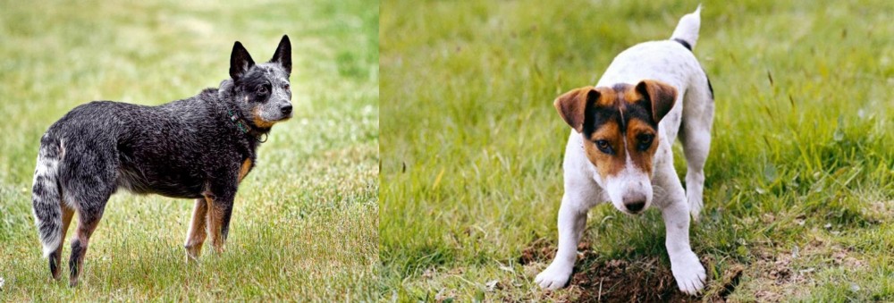 Russell Terrier vs Austrailian Blue Heeler - Breed Comparison