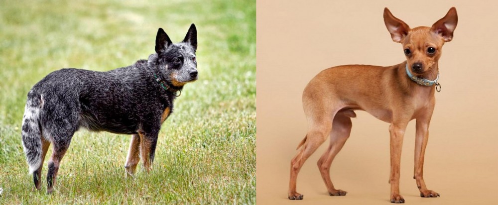 Russian Toy Terrier vs Austrailian Blue Heeler - Breed Comparison