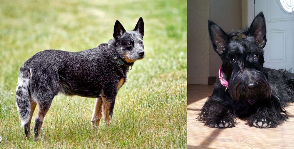 Scottish Terrier vs Austrailian Blue Heeler - Breed Comparison