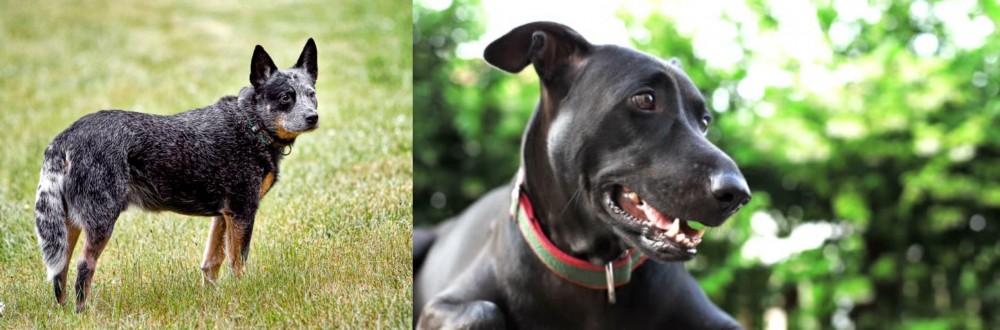 Shepard Labrador vs Austrailian Blue Heeler - Breed Comparison
