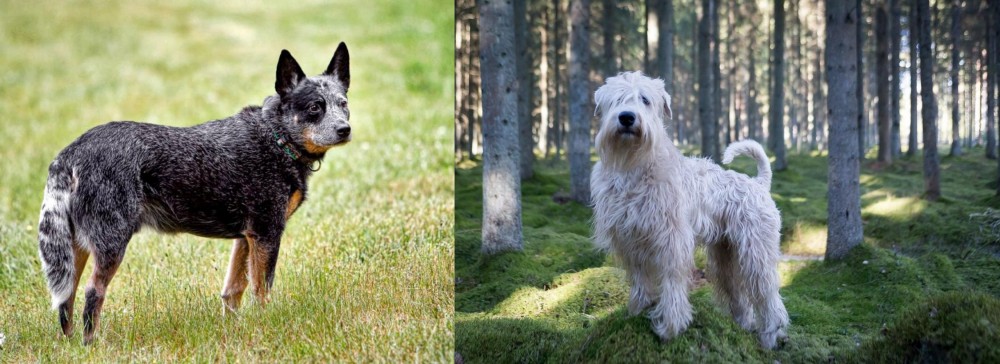 Soft-Coated Wheaten Terrier vs Austrailian Blue Heeler - Breed Comparison