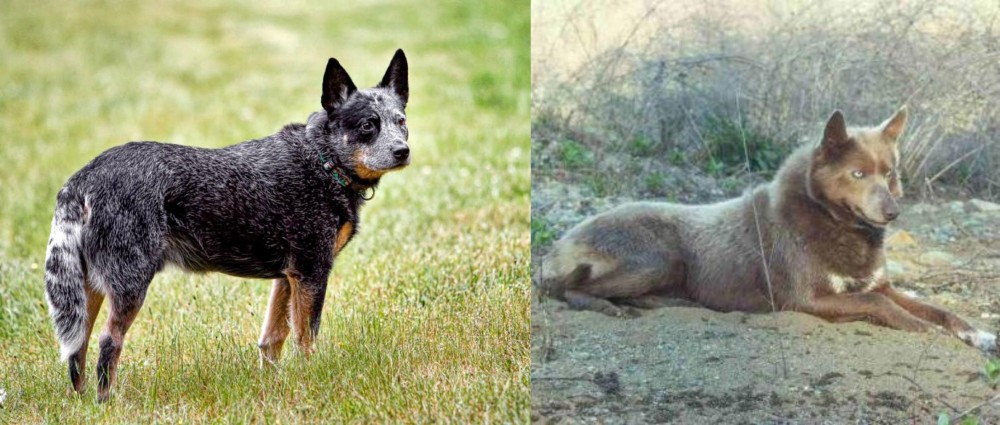 Tahltan Bear Dog vs Austrailian Blue Heeler - Breed Comparison