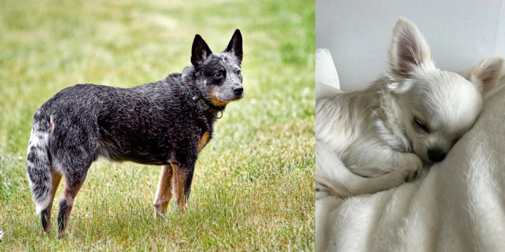 Tea Cup Chihuahua vs Austrailian Blue Heeler - Breed Comparison