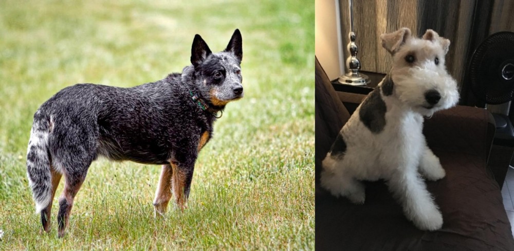 Wire Haired Fox Terrier vs Austrailian Blue Heeler - Breed Comparison