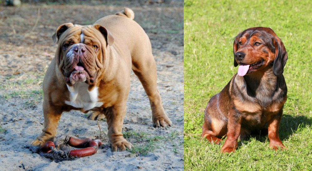 Alpine Dachsbracke vs Australian Bulldog - Breed Comparison