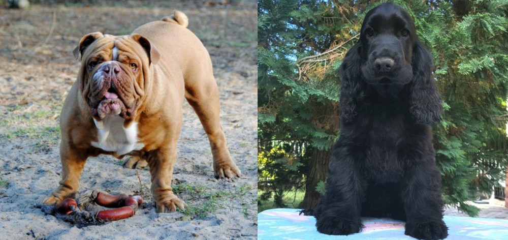 American Cocker Spaniel vs Australian Bulldog - Breed Comparison