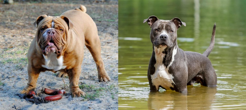 American Staffordshire Terrier vs Australian Bulldog - Breed Comparison