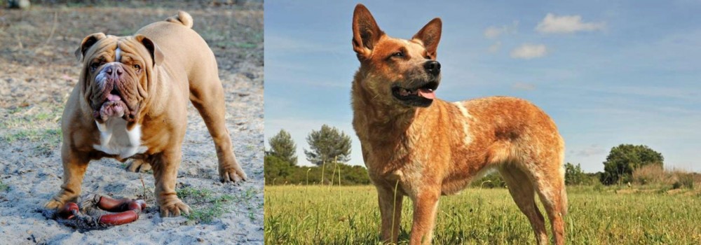 Australian Red Heeler vs Australian Bulldog - Breed Comparison