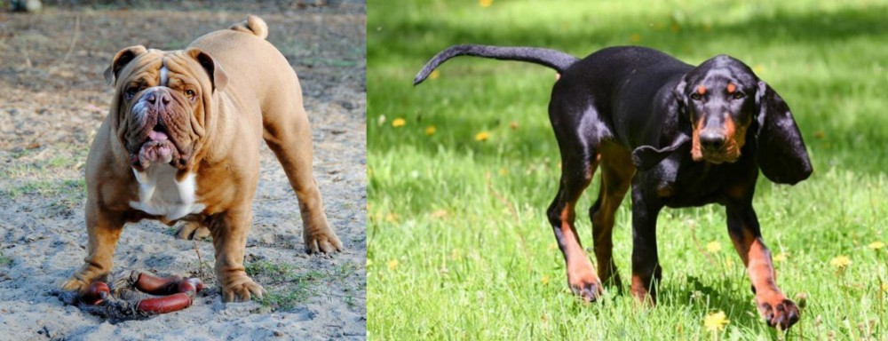 Black and Tan Coonhound vs Australian Bulldog - Breed Comparison
