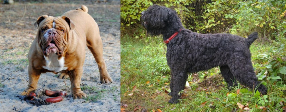 Black Russian Terrier vs Australian Bulldog - Breed Comparison