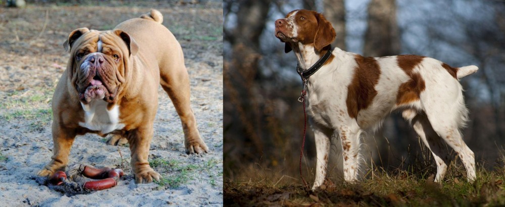Brittany vs Australian Bulldog - Breed Comparison