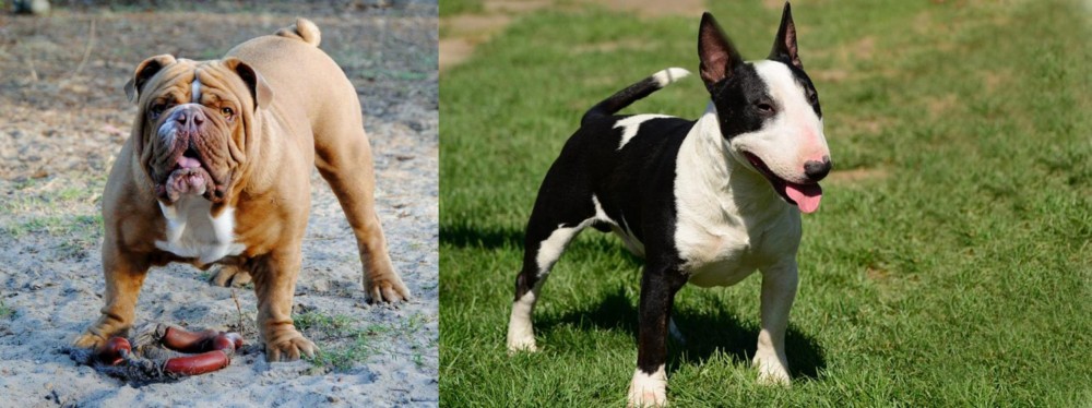 Bull Terrier Miniature vs Australian Bulldog - Breed Comparison
