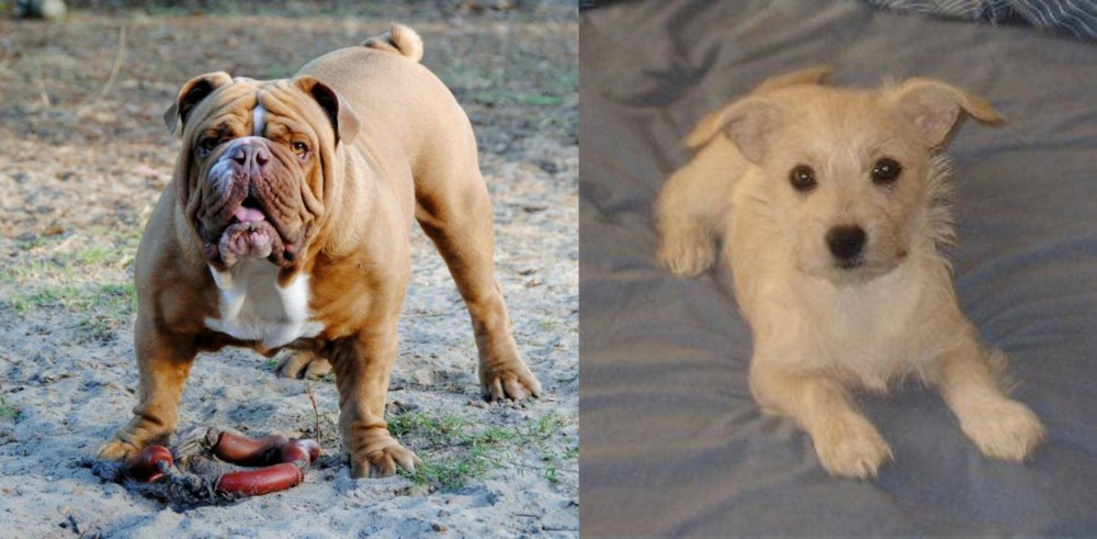 Chipoo vs Australian Bulldog - Breed Comparison